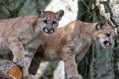 cougar cub porn|'cougar.